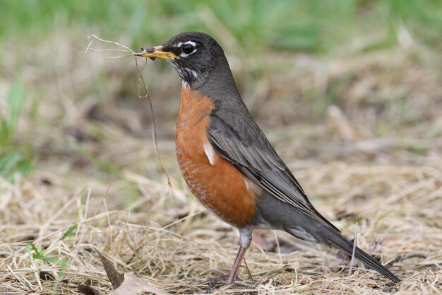 Foto nahaufnahme eines vogels, der auf einem feld sitzt