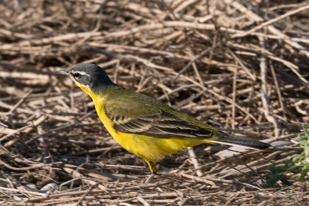 Foto nahaufnahme eines vogels, der auf einem feld sitzt