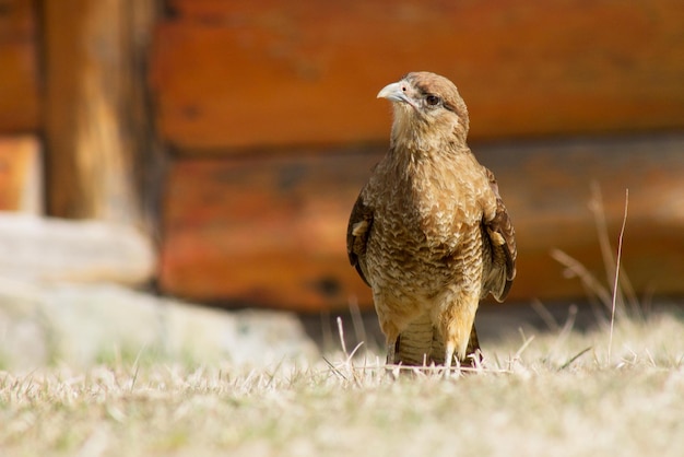 Nahaufnahme eines Vogels, der auf einem Feld sitzt