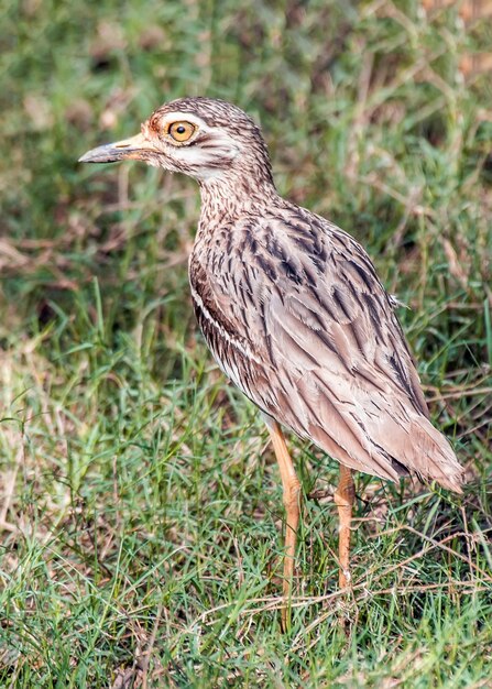 Foto nahaufnahme eines vogels, der auf einem feld sitzt