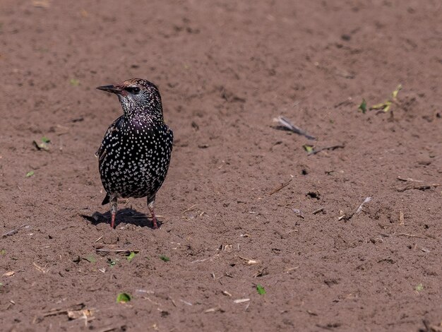 Foto nahaufnahme eines vogels, der auf einem feld sitzt