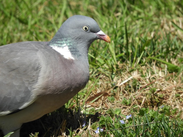 Nahaufnahme eines Vogels, der auf einem Feld sitzt