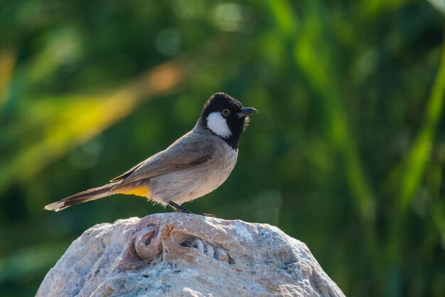 Foto nahaufnahme eines vogels, der auf einem felsen sitzt