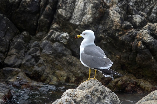 Nahaufnahme eines Vogels, der auf einem Felsen sitzt