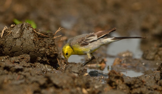 Nahaufnahme eines Vogels, der auf einem Felsen sitzt