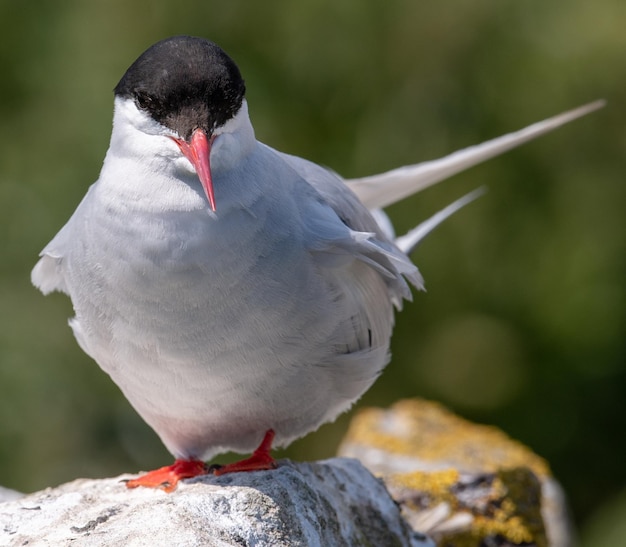 Nahaufnahme eines Vogels, der auf einem Felsen sitzt