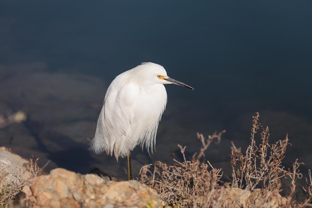 Nahaufnahme eines Vogels, der auf einem Felsen sitzt