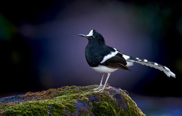 Nahaufnahme eines Vogels, der auf einem Felsen sitzt