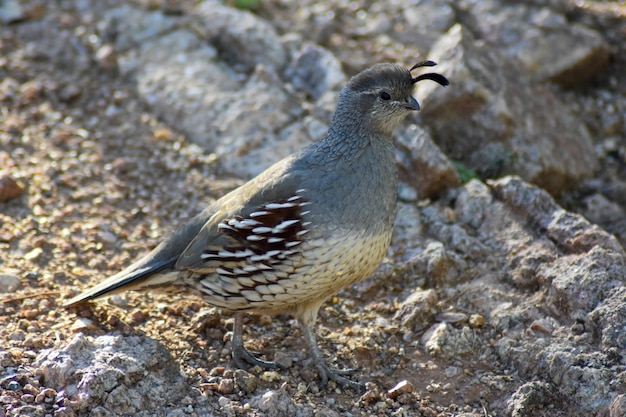 Nahaufnahme eines Vogels, der auf einem Felsen sitzt