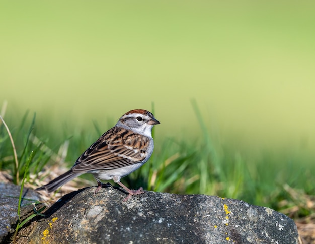 Nahaufnahme eines Vogels, der auf einem Felsen sitzt