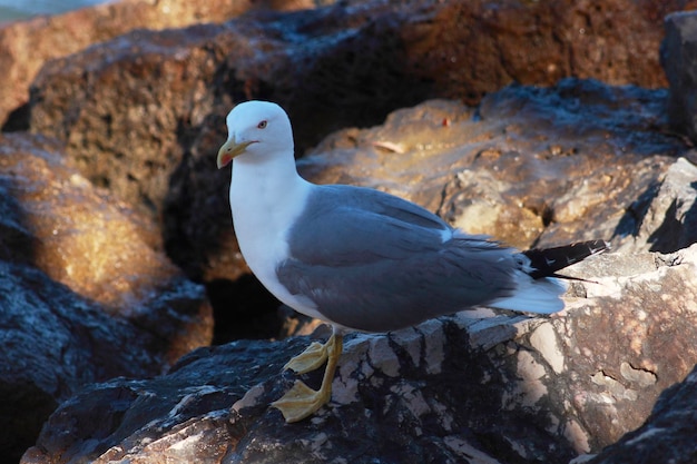 Foto nahaufnahme eines vogels, der auf einem felsen sitzt