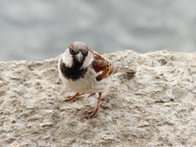 Foto nahaufnahme eines vogels, der auf einem felsen sitzt