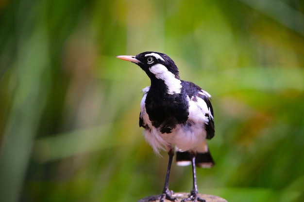 Nahaufnahme eines Vogels, der auf einem Felsen sitzt