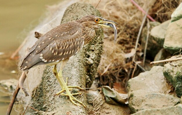 Nahaufnahme eines Vogels, der auf einem Felsen sitzt