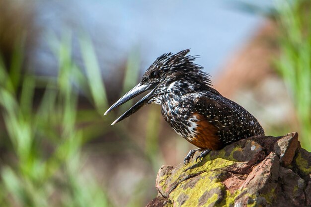 Nahaufnahme eines Vogels, der auf einem Felsen sitzt