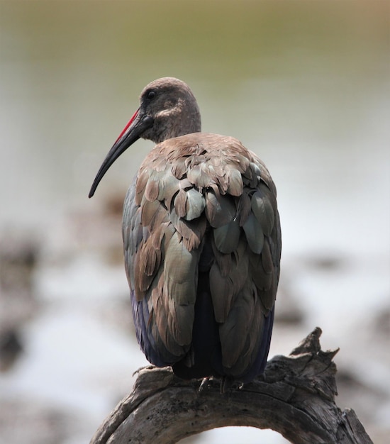 Foto nahaufnahme eines vogels, der auf einem felsen sitzt