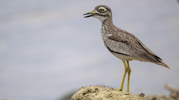 Foto nahaufnahme eines vogels, der auf einem felsen sitzt