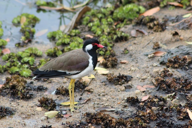 Nahaufnahme eines Vogels, der auf einem Felsen sitzt