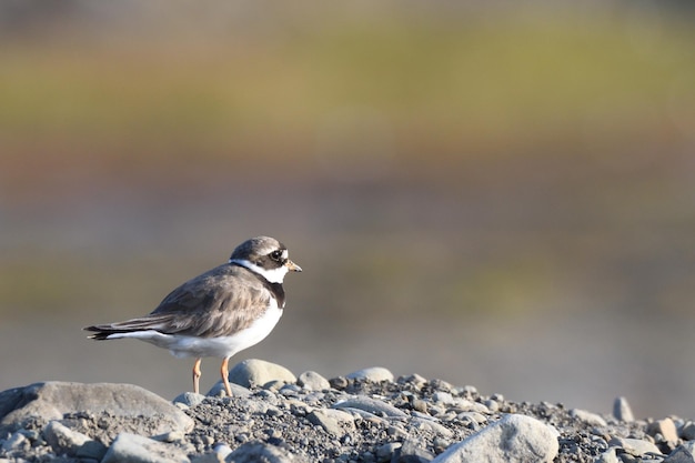 Nahaufnahme eines Vogels, der auf einem Felsen sitzt