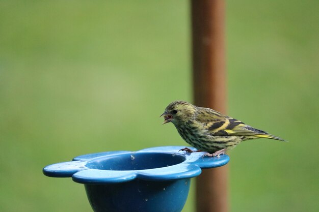 Nahaufnahme eines Vogels, der auf einem Futter sitzt