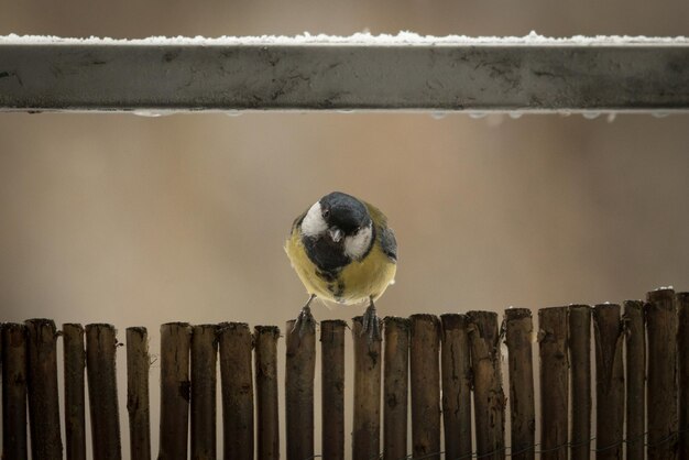 Foto nahaufnahme eines vogels, der auf einem geländer an der wand sitzt