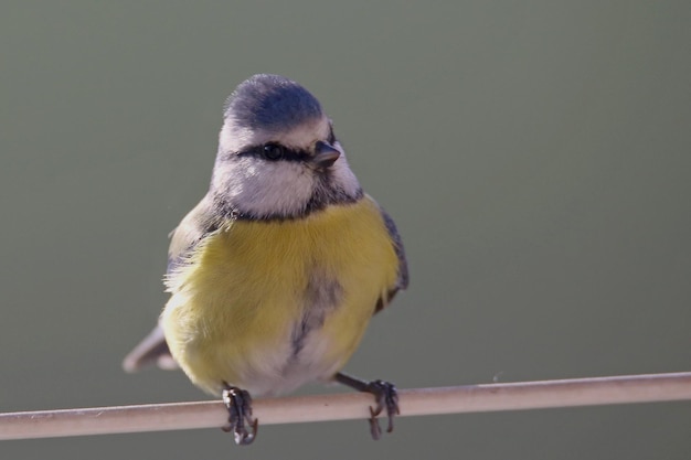 Foto nahaufnahme eines vogels, der auf einem geländer sitzt