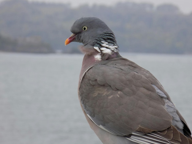 Nahaufnahme eines Vogels, der auf einem Geländer sitzt