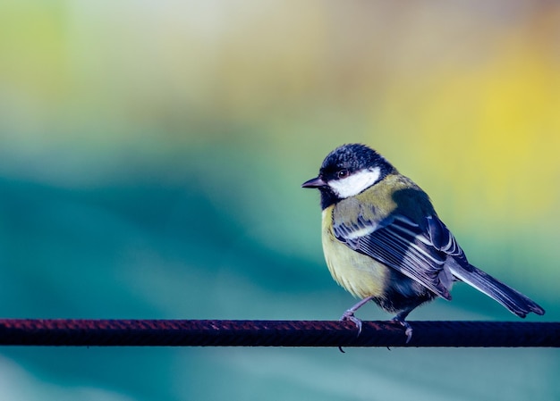 Foto nahaufnahme eines vogels, der auf einem geländer sitzt