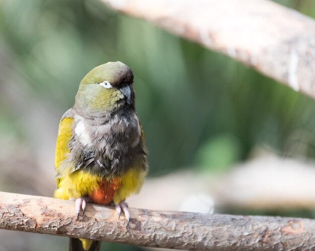 Foto nahaufnahme eines vogels, der auf einem geländer sitzt