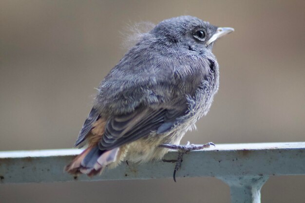 Foto nahaufnahme eines vogels, der auf einem geländer sitzt