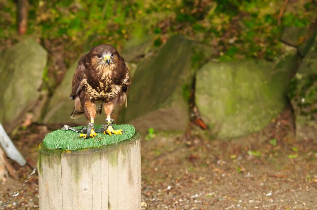 Foto nahaufnahme eines vogels, der auf einem holzpfahl sitzt