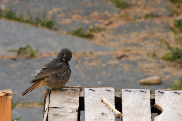 Foto nahaufnahme eines vogels, der auf einem holzpfahl sitzt