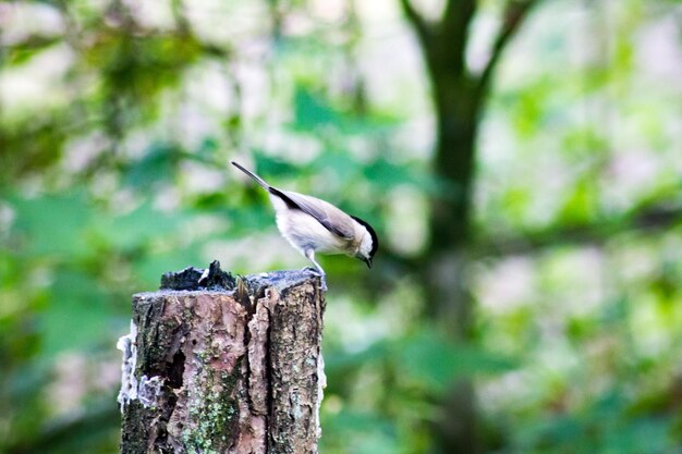 Foto nahaufnahme eines vogels, der auf einem holzpfahl sitzt