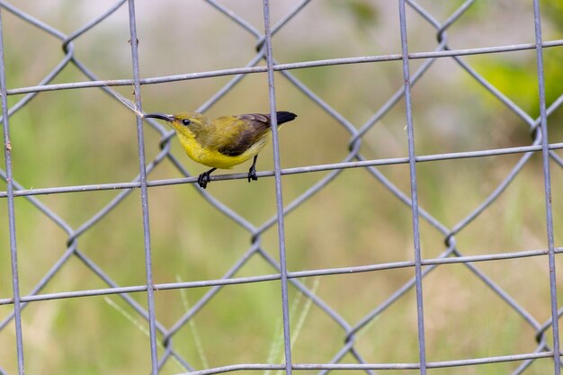 Foto nahaufnahme eines vogels, der auf einem kettengrenz sitzt