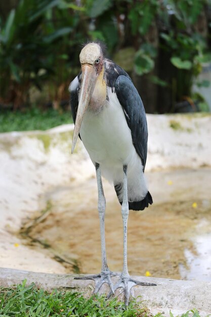 Foto nahaufnahme eines vogels, der auf einem land sitzt