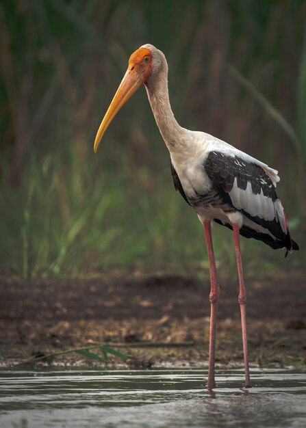 Foto nahaufnahme eines vogels, der auf einem land sitzt