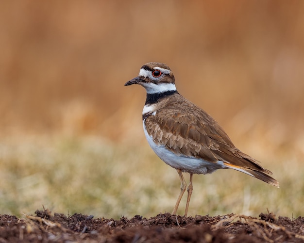 Foto nahaufnahme eines vogels, der auf einem land sitzt