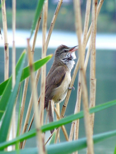 Foto nahaufnahme eines vogels, der auf einem land sitzt