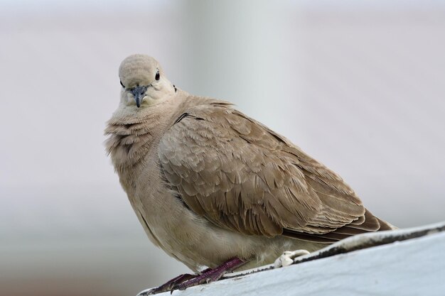 Foto nahaufnahme eines vogels, der auf einem schnee sitzt