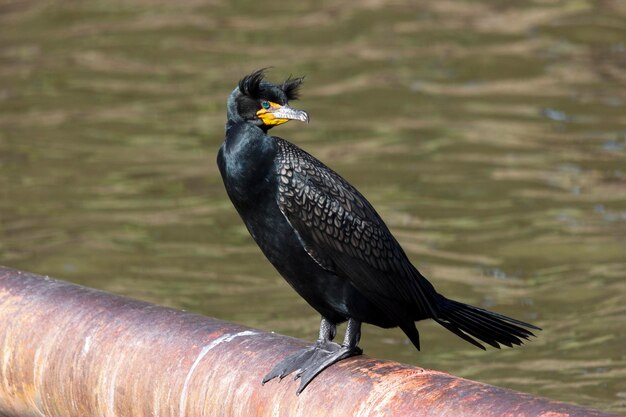 Foto nahaufnahme eines vogels, der auf einem see sitzt