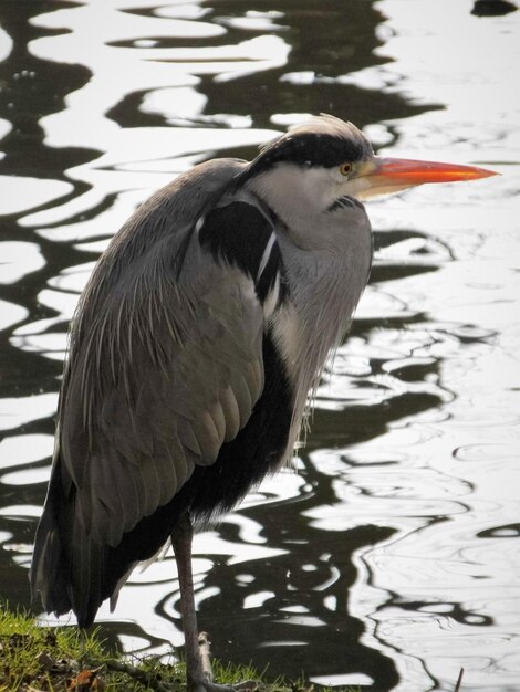 Foto nahaufnahme eines vogels, der auf einem see sitzt