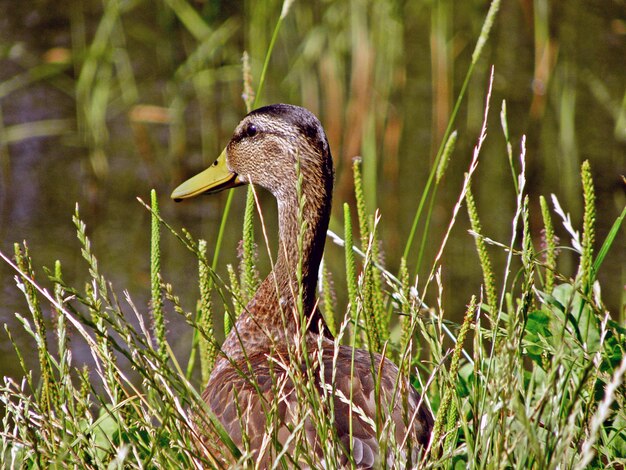 Foto nahaufnahme eines vogels, der auf einem see sitzt