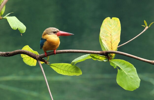 Nahaufnahme eines Vogels, der auf einem Stamm sitzt