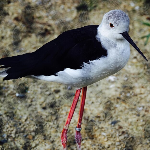 Foto nahaufnahme eines vogels, der auf einem vogel sitzt