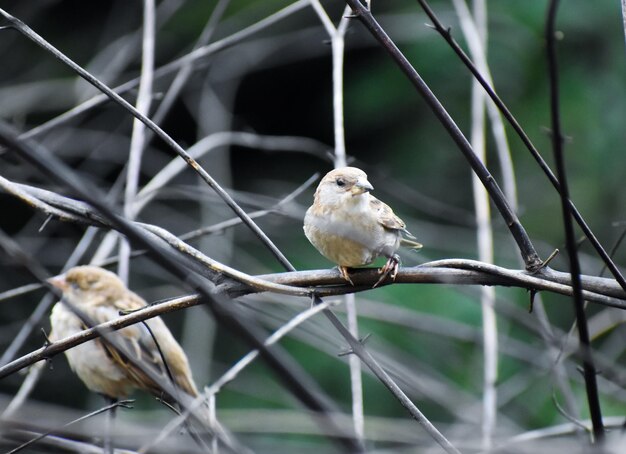 Foto nahaufnahme eines vogels, der auf einem zaun sitzt