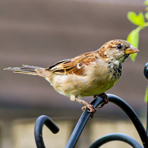 Foto nahaufnahme eines vogels, der auf einem zaun sitzt