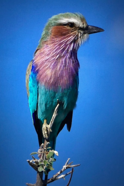 Nahaufnahme eines Vogels, der auf einem Zweig gegen den blauen Himmel sitzt
