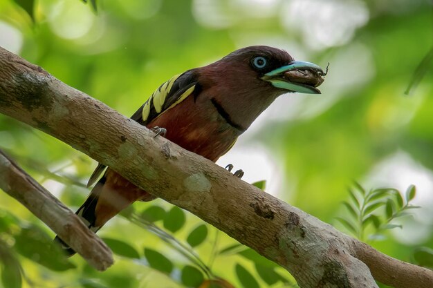 Foto nahaufnahme eines vogels, der auf einem zweig im wald sitzt