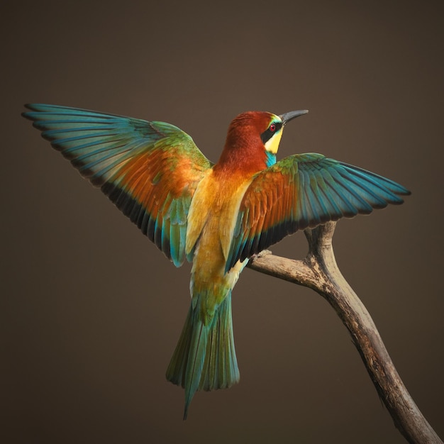 Nahaufnahme eines Vogels, der auf einem Zweig sitzt