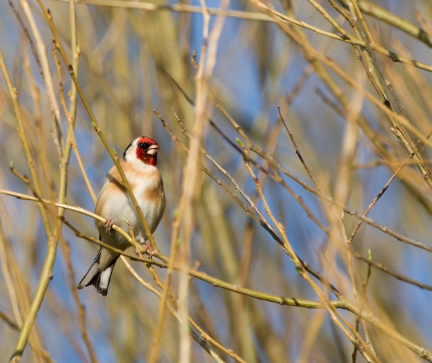 Nahaufnahme eines Vogels, der auf einem Zweig sitzt